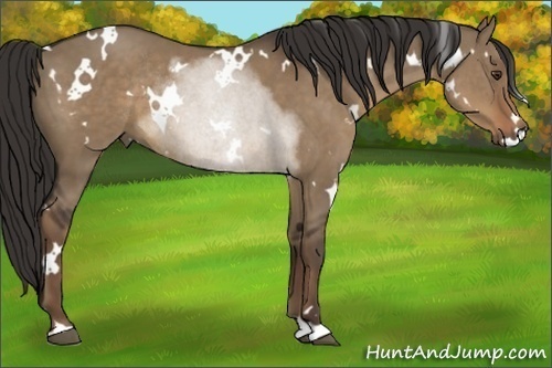 Horse Color:White Spotted Liver Red Dun Rabicano