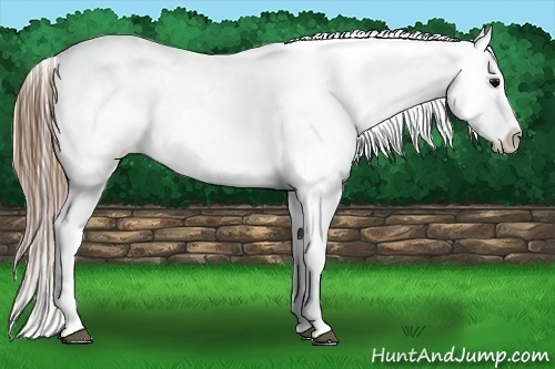 Horse Color:White Spotted Smoky Black Tobiano Blanket 