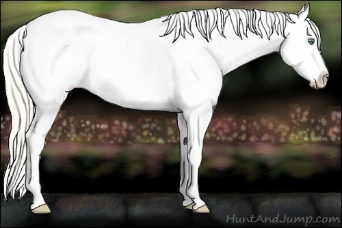 Horse Color:White Spotted Gold Cream Champagne Appaloosa