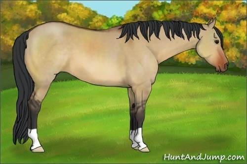 Horse Color:Bay Dun