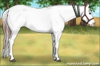 Horse Color:Chocolate Buckskin Appaloosa and Chocolate Buckskin Appaloosa