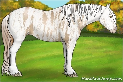 Horse Color:Liver Chestnut Pearl Near Leopard Brindle