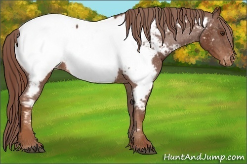 Horse Color:Chestnut Appaloosa