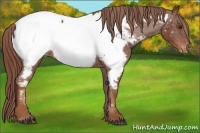 Horse Color:Chestnut Appaloosa 
