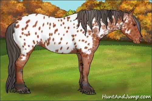 Horse Color:Bay Appaloosa 