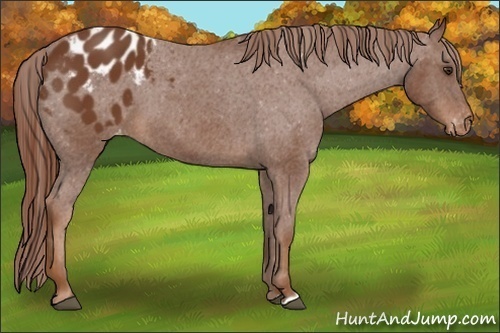 Horse Color:Chestnut Appaloosa