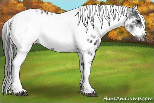 Horse Color:White Spotted Black Splash Tobiano Frame Near Leopard