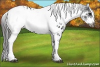 Horse Color:White Spotted Black Splash Tobiano Frame Near Leopard