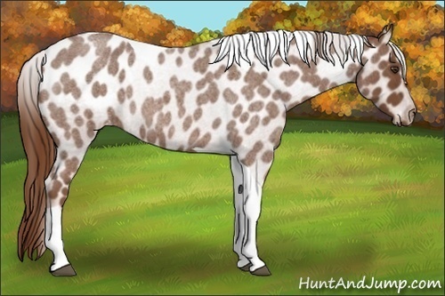 Horse Color:Red Roan Tobiano Appaloosa 