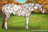 Horse Color:Red Roan Tobiano Appaloosa 