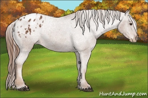 Horse Color:Chestnut Appaloosa 