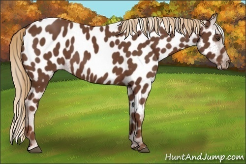 Horse Color:Chestnut Appaloosa 
