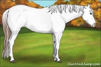 Horse Color:White Spotted Chestnut Appaloosa 