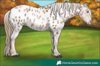 Horse Color:Liver Chestnut Pearl Near Leopard  Brindle