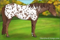 Horse Color:Chestnut Appaloosa 