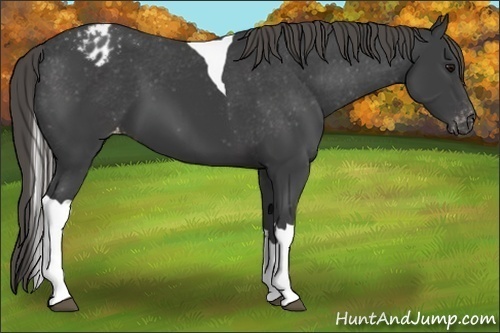 Horse Color:Smoky Black Tobiano Varnish
