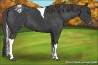 Horse Color:Smoky Black Tobiano Varnish