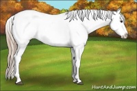 Horse Color:Liver Chestnut Appaloosa 