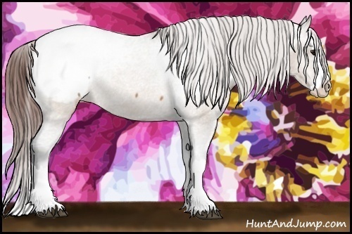 Horse Color:Bay Dun Splash Appaloosa 