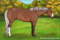Horse Color:Silver Bay 