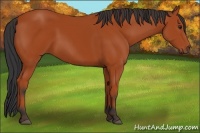 Horse Color:Bay 