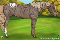 Horse Color:Liver Chestnut Appaloosa 