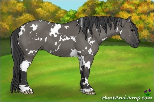 Horse Color:White Spotted Grullo 