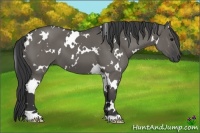 Horse Color:White Spotted Grullo