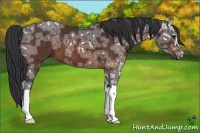 Horse Color:Bay Ice 