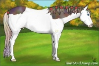 Horse Color:Nacre Liver Chestnut Splash 