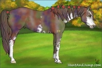 Horse Color:Nacre Liver Chestnut Sabino 