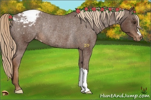 Horse Color:Liver Chestnut Appaloosa Rabicano 