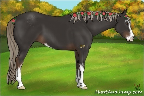 Horse Color:Liver Chestnut Sabino 