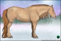 Horse Color:Gold Champagne 