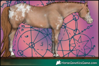 Horse Color:Brown Pearl Sabino Appaloosa  and Brown Pearl Sabino Appaloosa 