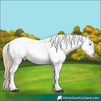 Horse Color:Liver Chestnut Pearl Appaloosa  and Liver Chestnut Pearl Appaloosa 