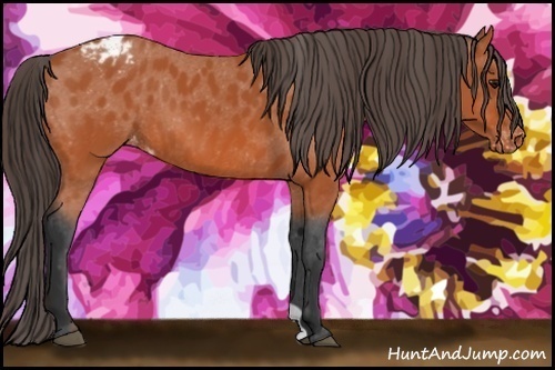 Horse Color:Bay Appaloosa 