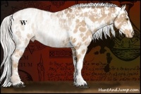 Horse Color:Silver Bay Roan Pearl Appaloosa and Silver Bay Roan Pearl Appaloosa