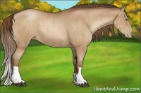 Horse Color:Bay Pearl and Bay Pearl