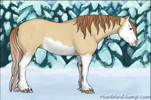 Horse Color:Red Dun Splash 