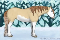 Horse Color:Red Dun Splash 