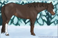 Horse Color:Liver Chestnut 