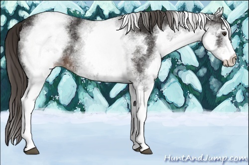 Horse Color:White Spotted Liver Chestnut 