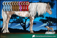 Horse Color:White Spotted Liver Chestnut Pearl Mushroom  and White Spotted Liver Chestnut Pearl Mushroom 