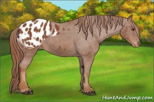 Horse Color:Chestnut Appaloosa 