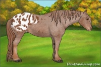 Horse Color:Chestnut Appaloosa 