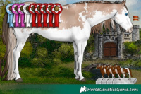 Horse Color:White Spotted Liver Chestnut Pearl Splash and White Spotted Liver Chestnut Pearl Splash