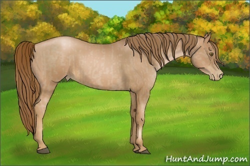 Horse Color:Liver Chestnut Pearl  and Liver Chestnut Pearl 