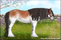 Horse Color:White Spotted Bay 
