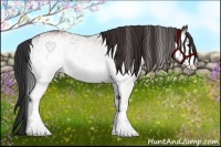 Horse Color:White Spotted Bay 